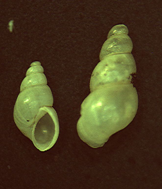 Heleobia stagnorum